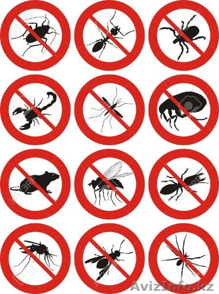  Дезинcекция и дератизация Туркестан - Изображение #1, Объявление #1561281