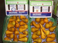 фрукты оптом от производителя - Изображение #1, Объявление #113970