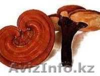 Кофе, Чай для здоровья - Изображение #3, Объявление #209849