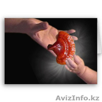 Линчжи, Рейши, Ганодерма (Кофе, Чай) - Изображение #1, Объявление #209839