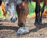 Кормовая соль Лизунец - Изображение #3, Объявление #958369
