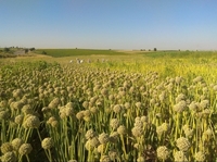 Продается семена лука манас, кенди, зевс - Изображение #2, Объявление #1672402