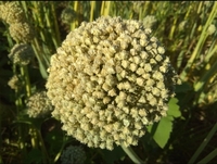 Продается семена лука манас, кенди, зевс - Изображение #3, Объявление #1672402