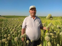 Продается семена лука манас, кенди, зевс - Изображение #4, Объявление #1672402