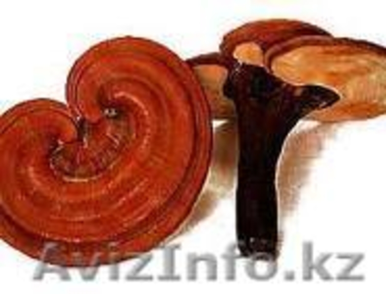 Кофе, Чай для здоровья - Изображение #3, Объявление #209849