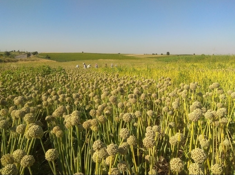 Продается семена лука манас, кенди, зевс - Изображение #2, Объявление #1672402