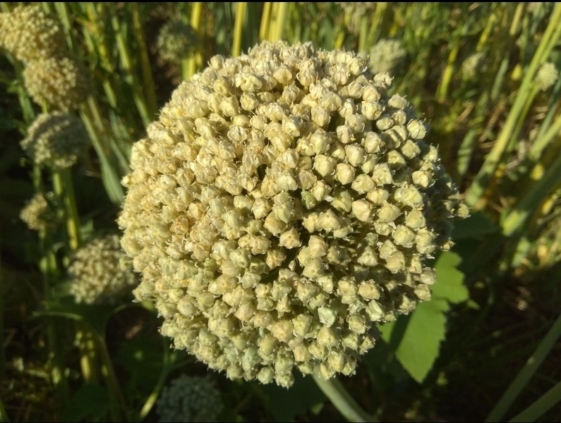 Продается семена лука манас, кенди, зевс - Изображение #3, Объявление #1672402